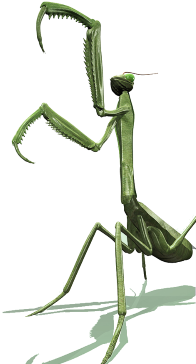 mantid